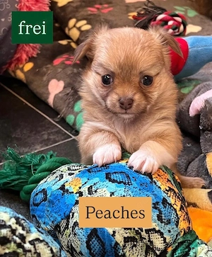 4. süße Chihuahua Pomchi Welpen 