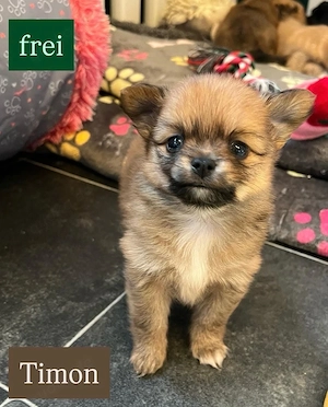 4. süße Chihuahua Pomchi Welpen 
