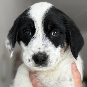 Sarah, geb. ca. 02 2026, lebt in GRIECHENLAND, im städt. Tierheim Serres