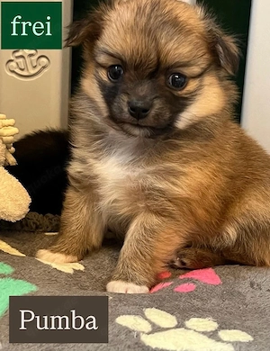 4. süße Chihuahua Pomchi Welpen 