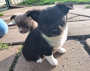 Langhaar Chihuahua Welpen in schwarz und lilac