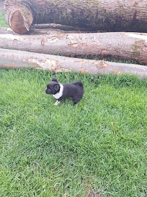 Chihuahua Welpe (Rüde) in schwarz weiß Bild 3