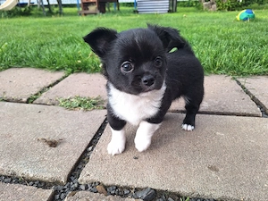 Chihuahua Welpe (Rüde) in schwarz weiß Bild 2