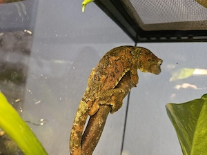 Flechtengecko (Mniarogekko