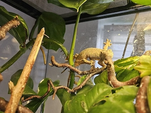 Flechtengecko (Mniarogekko Bild 2