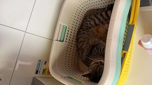 BKH Katzen (2 Stück) 