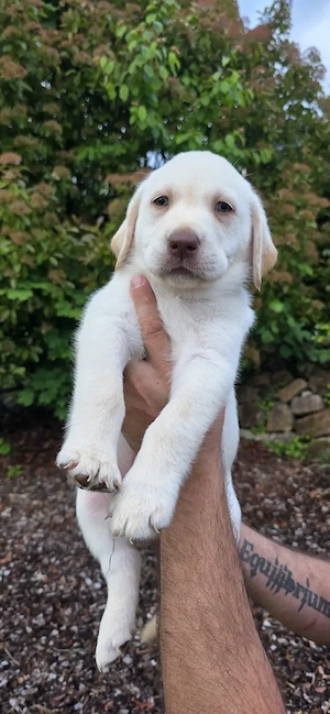 Labrador Retriever Welpen 