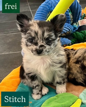 6.Pomchi-Chihuahua welpen