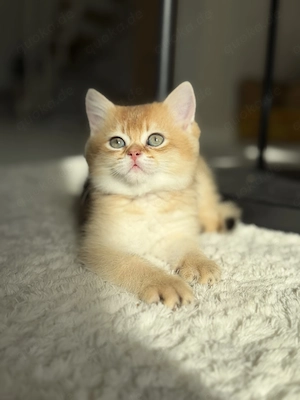 Wunderschöne British Kurzhaar Kitten ab Anfang Juni abzugeben