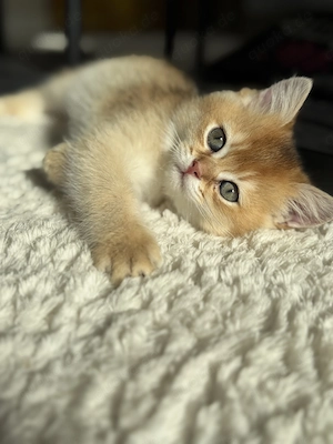 Wunderschöne British Kurzhaar Kitten ab Anfang Juni abzugeben
