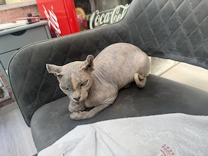 Sphynx Geschwister Pärchen  Bild 2