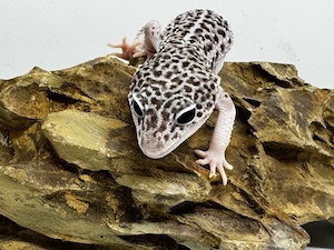 1.0 Mack Super Snow Leopardgecko  Bild 2