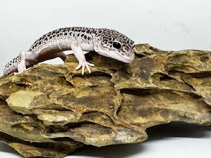 1.0 Mack Super Snow Leopardgecko 