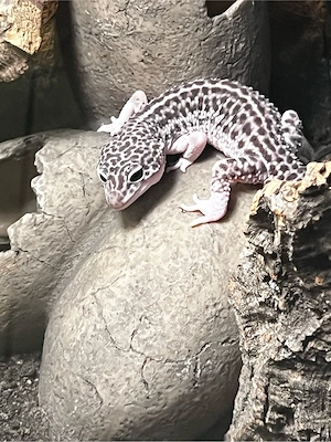 1.0 Mack Super Snow Leopardgecko  Bild 4