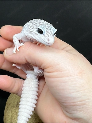 1.0 Mack Super Snow Leopardgecko  Bild 3