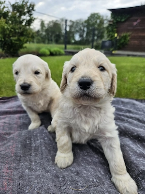 Goldendoodle F1 Welpen Golden Retriever Königspudel  