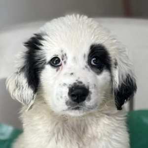 Binx, geb. ca. 02 2026, lebt in GRIECHENLAND, im städt. Tierheim Serres