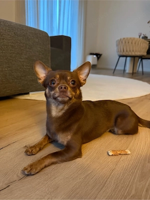 Chihuahua Deckrüde Schoko Tan 