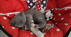 Britisch Kurzhaar (BKH) Kater sucht liebesvolles Zuhause   