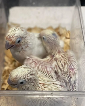 Reservieren Sie noch heute Ihr Baby-Goffin und Ihren Sonnenschirm-Kakadu!