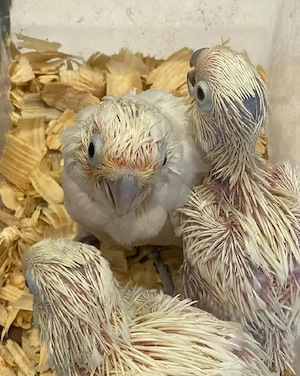 Reservieren Sie noch heute Ihr Baby-Goffin und Ihren Sonnenschirm-Kakadu! Bild 2