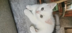 Bkh Kitten 