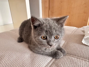 Britisch Kurzhaar (BKH) Kater sucht liebesvolles Zuhause   