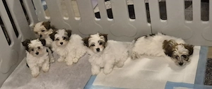 Yorkshire Terrier Welpen 