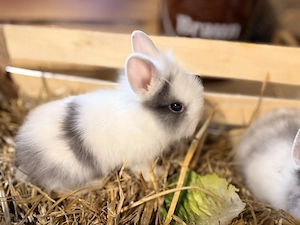 Löwenköpfchen Zwergkaninchen 