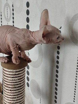 Süße Sphynx Kitten suchen ein liebevolles Zuhause