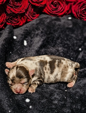 Chihuahua Schoko Merle
