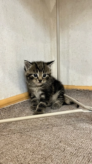 Babykitten