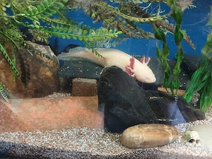 3 Axolotl mit Aquarium und Kühlsystem