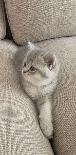 BKH Katzen Babys   ab sofort abzugeben