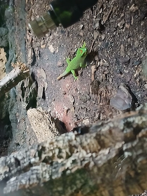 2 kleine Madagaskar Taggeckos, Phelsuma Grandis Jungtiere (adult max.25-30cm)