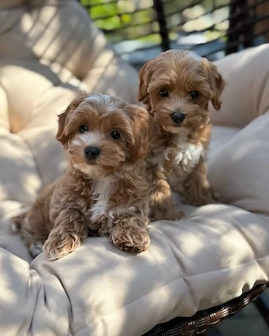 unsere süßen Maltipoo-Welpen ..15214765204