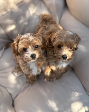 Maltipoo Welpen