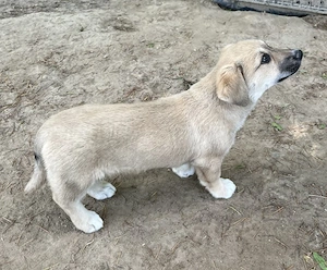 Bluebell, geb. ca. 01 2026, lebt in GRIECHENLAND, auf einer privaten Pflegestelle Bild 9
