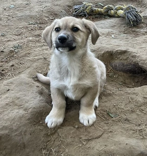 Bluebell, geb. ca. 01 2026, lebt in GRIECHENLAND, auf einer privaten Pflegestelle Bild 6
