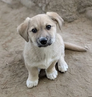 Bluebell, geb. ca. 01 2026, lebt in GRIECHENLAND, auf einer privaten Pflegestelle Bild 5