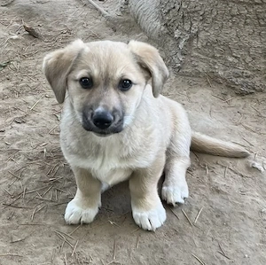 Bluebell, geb. ca. 01 2026, lebt in GRIECHENLAND, auf einer privaten Pflegestelle Bild 8
