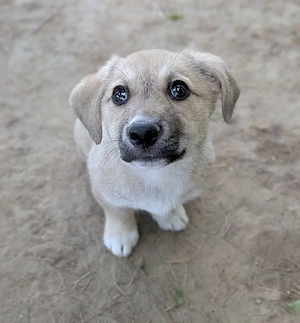Bluebell, geb. ca. 01 2026, lebt in GRIECHENLAND, auf einer privaten Pflegestelle Bild 3