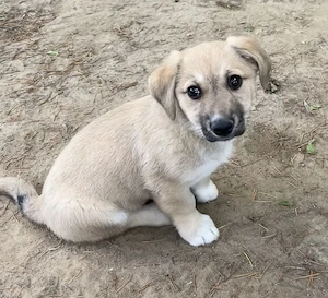 Bluebell, geb. ca. 01 2026, lebt in GRIECHENLAND, auf einer privaten Pflegestelle Bild 7