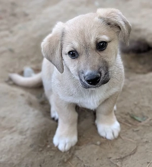 Bluebell, geb. ca. 01 2026, lebt in GRIECHENLAND, auf einer privaten Pflegestelle Bild 2