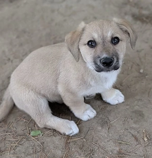 Bluebell, geb. ca. 01 2026, lebt in GRIECHENLAND, auf einer privaten Pflegestelle Bild 4