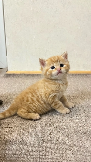 Orangefarbenes Kitten
