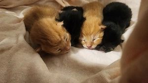 Baby katzen 