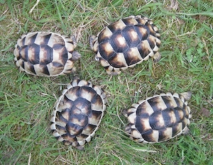 5 Jahre alte Breitrandschildkröten, weiblich erbrütet