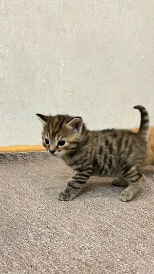 Getigertes Kitten 