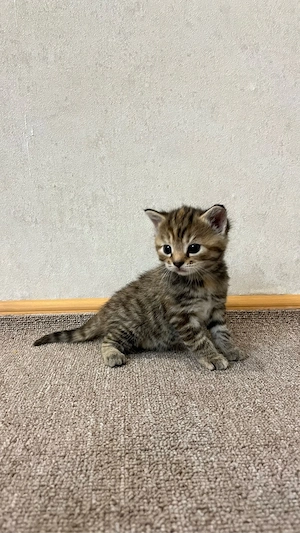 Getigertes Kitten  Bild 2